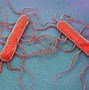 Image result for Bakteria Listeria