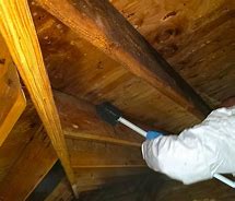 Image result for Termites in Attic Mold