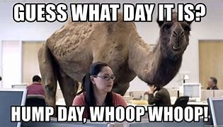 Image result for Happy Hump Day Cartoons