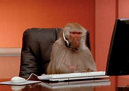 Image result for Monkeys Doing Human Things