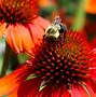 Image result for Low Maintenance Perennials