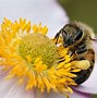 Image result for Worker Honey Bee