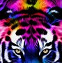 Image result for Cool Rainbow Tiger