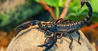 Image result for Most Poisonous Scorpion