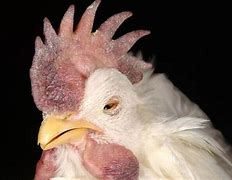 Image result for Avian Flu Symptoms in Humans