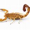 Image result for Where Do Scorpions Live