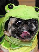 Image result for Funny Pug Dogs