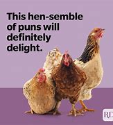 Image result for Funny Chicken Sayings