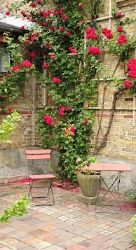 Image result for Climbing Rose Support Structures