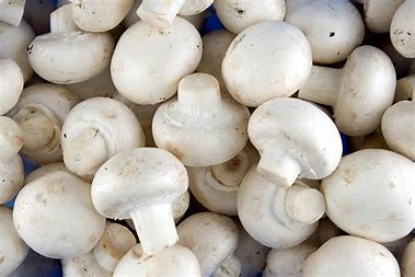  White Button Mushroom