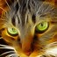 Image result for Flaming Eye Black Cat