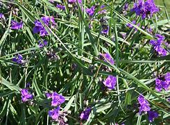 Image result for Perennial Flowers Purple Blooms