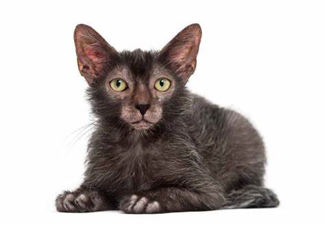 What is a Lykoi Cat and Why are they so Popular?