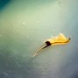 Image result for Giant SeaMonkey