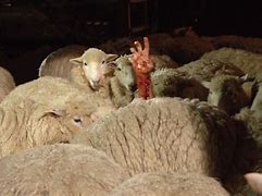 Image result for Killer Sheep Movie