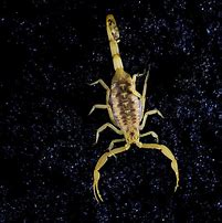 Image result for Scorpion Fangs