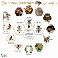 Image result for Honey Bee Identification