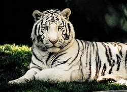Image result for White Tiger Stripes