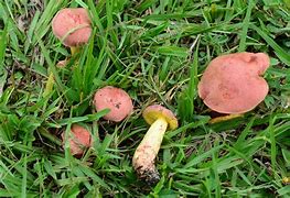 Image result for Florida Mushrooms
