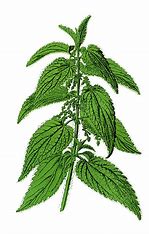 Image result for free clipart stinging nettle 