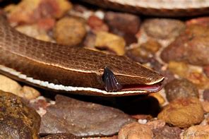 Image result for Snake Lizard