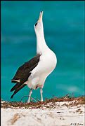 Image result for Gossamer Albatross