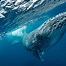 Image result for Humpback Whale Identification