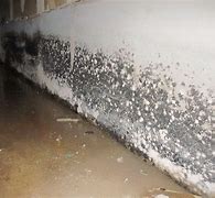 Image result for Mold in My Basement