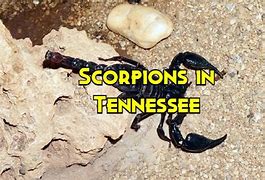 Image result for Tennessee Scorpions