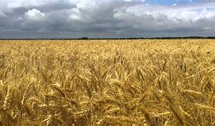 Image result for Kansas Wheat Fields