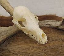 Image result for Baby Fox Skull