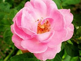 Image result for Wild Rose Garden