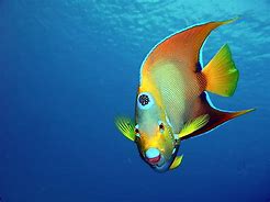 Image result for Colorful Sea Fish