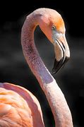 Image result for Olivia Newton-John Flamingo