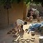 Image result for Turkish Maarif Foundation in Mali