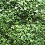 Image result for Best Ground Cover Plants for Sun