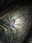 Image result for Giant Scorpion Spider