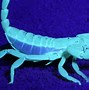 Image result for Scorpion Side View