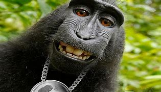 Image result for Funny Chimp