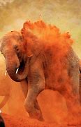 Image result for Bilder Von Elefanten in Afrika