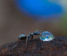 Image result for Ants Drink