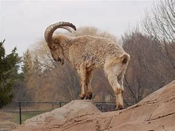 Image result for Caucasian Zoo