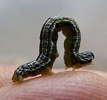 Image result for Cinch Worms