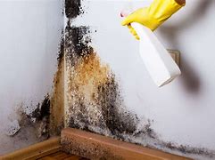 Image result for Toxic Mold Removal