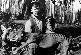 Image result for Tasmanian Tiger Died