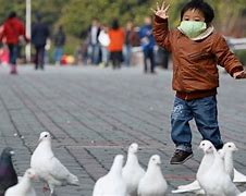 Image result for Bird Flu China