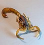 Image result for What Do Scorpions Look Like