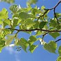 Image result for 5-6 Ft. - Shumard Oak Tree - A Towering Statement Tree For Your Landscape