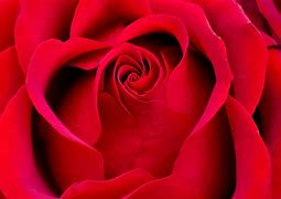 Image result for Red Rose Show