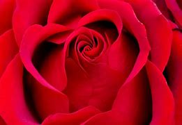 Image result for Pretty Red Roses